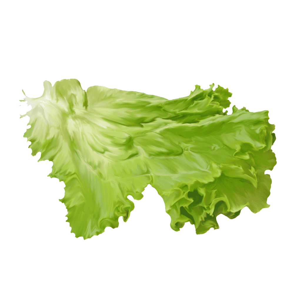 Lettuce